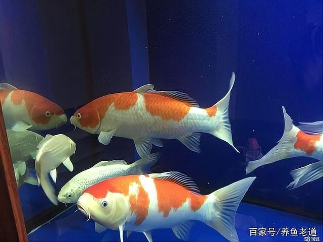 銀龍魚吃錦鯉嗎
