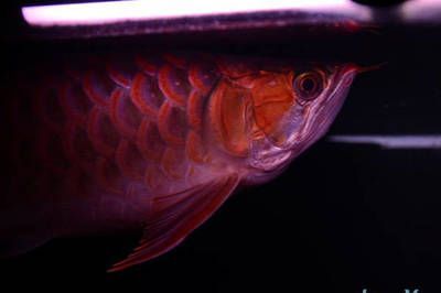 紅龍魚一只眼睛凸出【紅龍魚一只眼睛凸出的原因分析紅龍魚眼睛凸出的原因】
