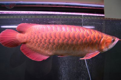 紅龍魚一只眼睛凸出【紅龍魚一只眼睛凸出的原因分析紅龍魚眼睛凸出的原因】