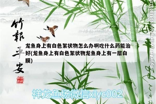 金塵雷龍魚百度百科（關于金塵雷龍魚的一些詳細信息）