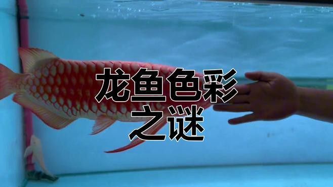 紅龍魚會褪色嗎怎么回事