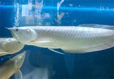云南龍魚的特點介紹（云南龍魚的特點,龍魚的習性和習性和喂養方法）
