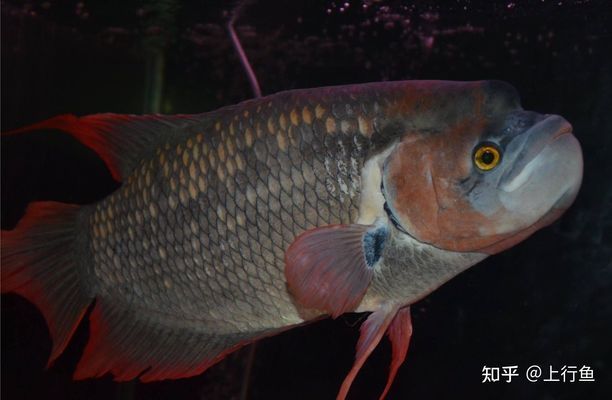 金龍魚怎么養發色好看，金龍魚增色飼料配方金龍魚背景顏色選擇指南