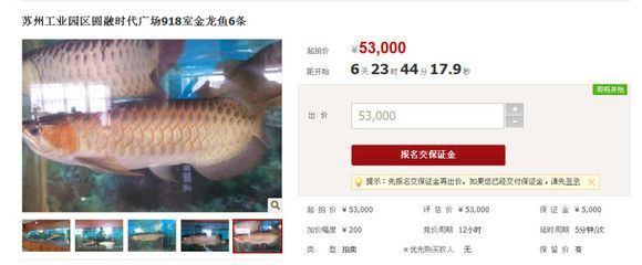 金龍魚的拍賣價(jià)格記錄：根據(jù)搜索結(jié)果得出的金龍魚拍賣價(jià)格記錄