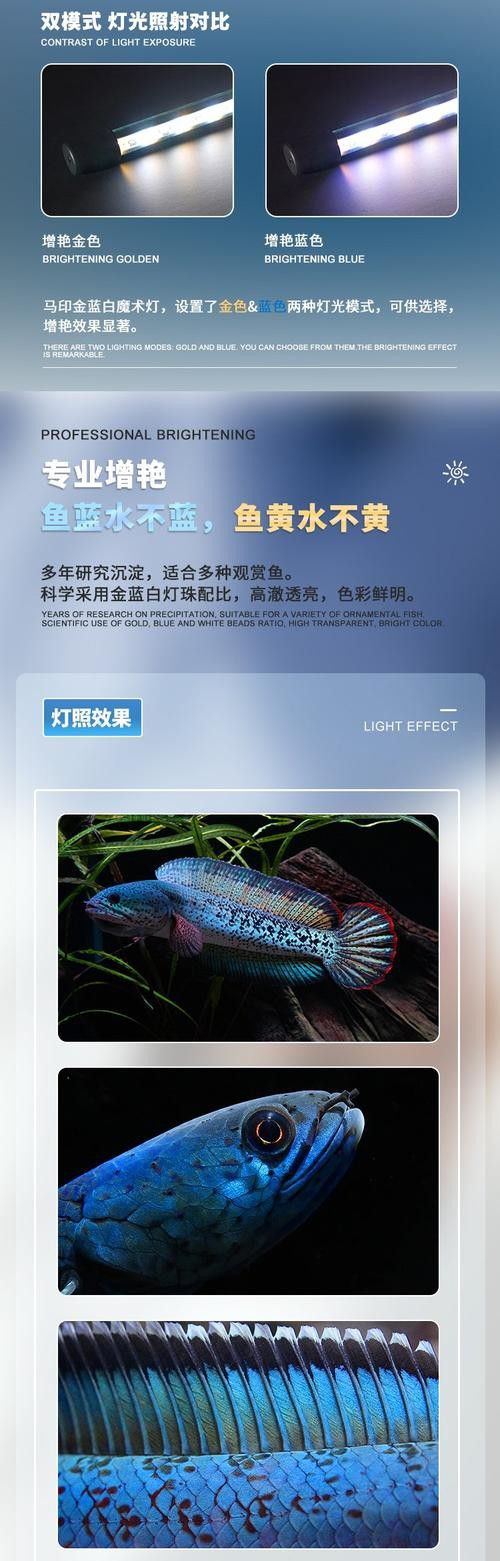 藍底金龍魚用什么燈好看圖片高清