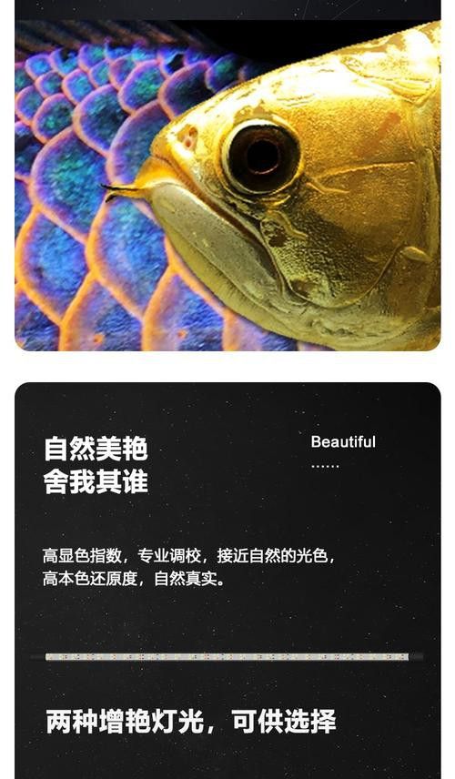 藍底金龍魚用什么燈好看圖片高清
