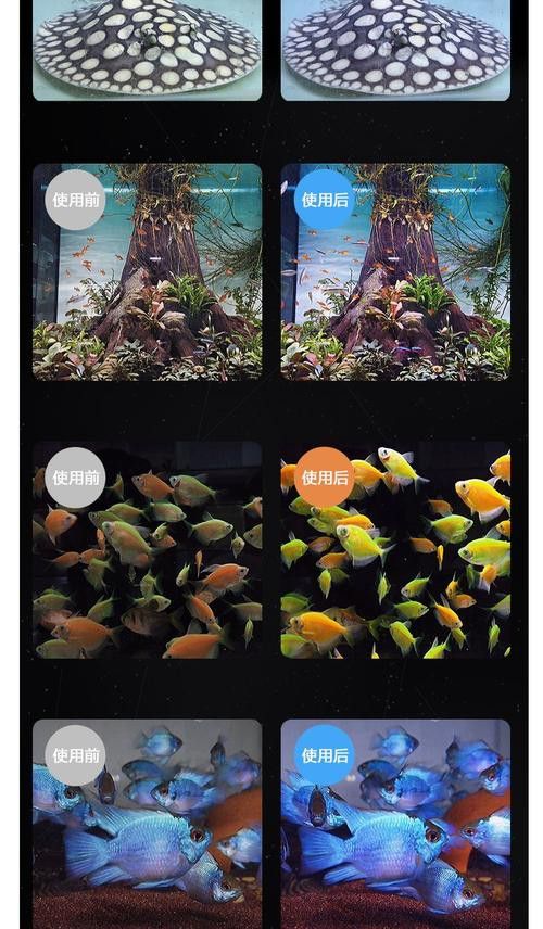 藍底金龍魚用什么燈好看圖片高清