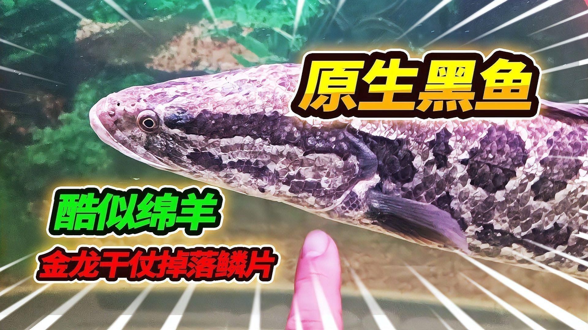 龍魚受傷后如何急救處理？ 龍魚受傷后如何急救處理？ 龍魚百科