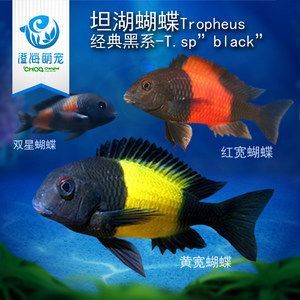 錦鯉龍魚風(fēng)水：錦鯉和龍魚在風(fēng)水上有什么作用？ 錦鯉龍魚風(fēng)水：錦鯉和龍魚在風(fēng)水上有什么作用？ 龍魚百科 第2張