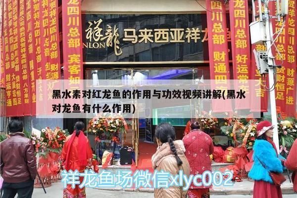 黑水素對紅龍魚的作用與功效：黑水素對于紅龍魚的作用與功效 黑水素對紅龍魚的作用與功效：黑水素對于紅龍魚的作用與功效 龍魚百科 第2張