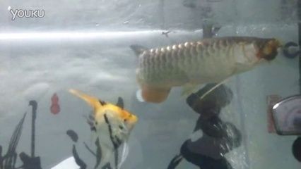 金龍魚可以吃蜈蚣嗎：喂食蜈蚣對金龍魚發色有影響嗎？