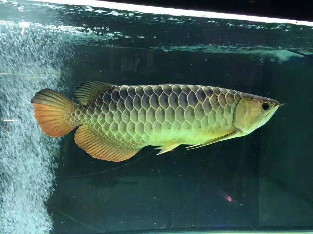 b級過背金龍魚成長圖：b級過背金龍魚b級過背金龍魚b級過背金龍魚飼養技巧