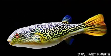 龍魚成年的定義和判斷標(biāo)準(zhǔn)（關(guān)于龍魚成年的詳細(xì)信息）