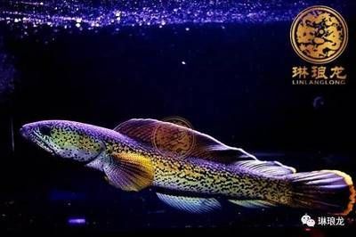 龍魚成年的定義和判斷標(biāo)準(zhǔn)（關(guān)于龍魚成年的詳細(xì)信息）