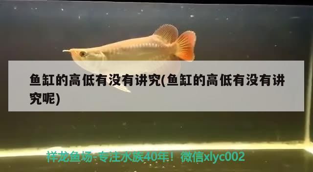 紅龍魚怎么養好看又好養視頻教程（紅龍魚怎么養好看又好養視頻教程全集） 紅龍魚怎么養好看又好養視頻教程（紅龍魚怎么養好看又好養視頻教程全集） 龍魚百科 第1張