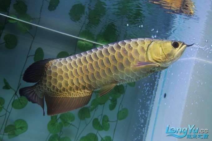 龍魚寬身好還是長身好