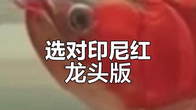 龍魚(yú)寬身好還是長(zhǎng)身好