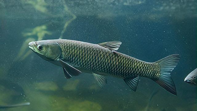 金魚水霉病最有效方法