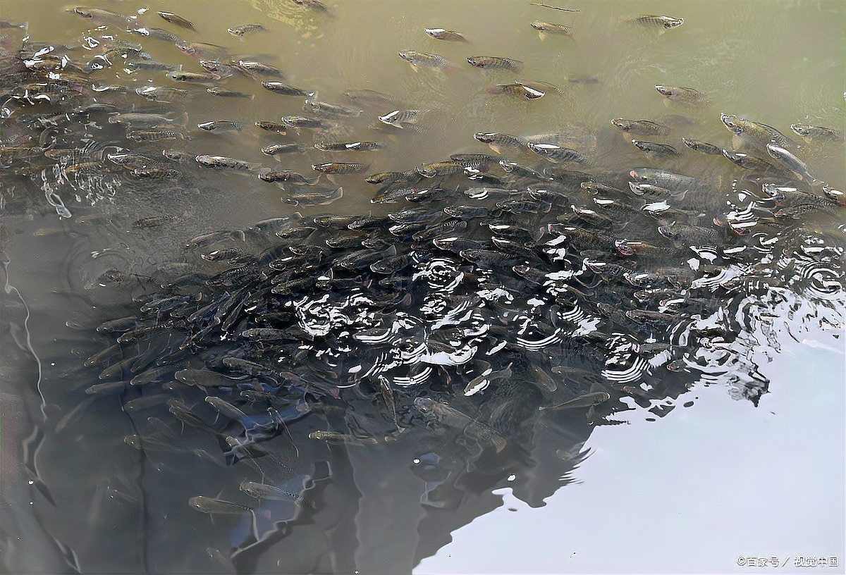 金魚水霉病最有效方法