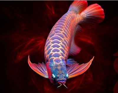 養龍魚背景白的好還是黑了好看：養龍魚時，背景顏色的選擇是一個重要的考慮因素