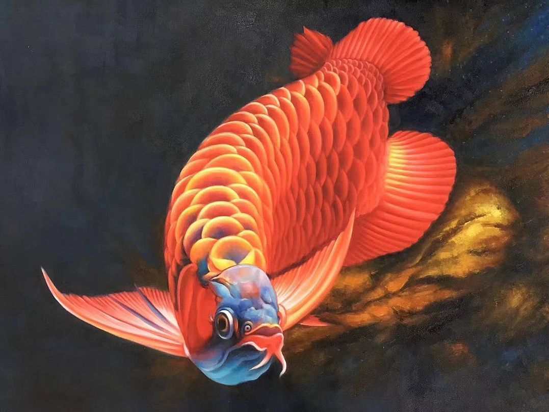 養龍魚背景白的好還是黑了好看：養龍魚時，背景顏色的選擇是一個重要的考慮因素