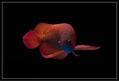 養龍魚背景白的好還是黑了好看：養龍魚時，背景顏色的選擇是一個重要的考慮因素