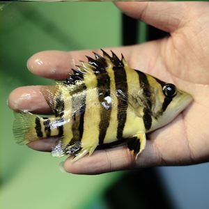 蘇虎苗（蘇門答臘虎魚苗），蘇門答臘虎魚苗的市場價格