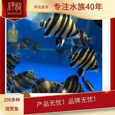 蘇虎苗（蘇門答臘虎魚苗），蘇門答臘虎魚苗的市場價格