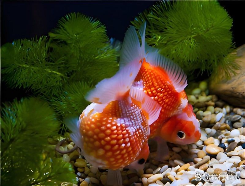 龍魚炸鱗多久能恢復 龍魚炸鱗多久能恢復 龍魚百科 第12張