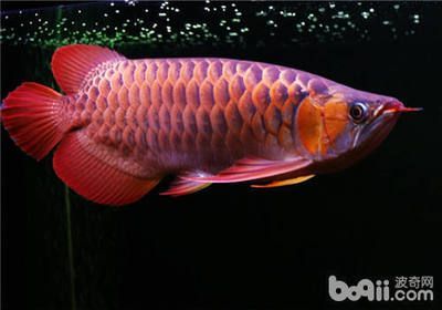 龍魚是什么東西做的：魚類中的“活化石”——龍魚