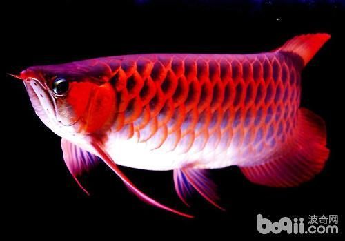 龍魚是什么東西做的：魚類中的“活化石”——龍魚