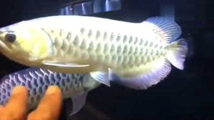 金龍魚分不分公母（如何區分金龍魚公母）