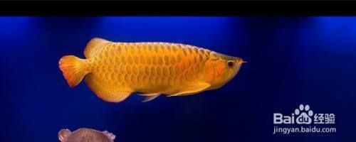 金龍魚分不分公母（如何區分金龍魚公母）