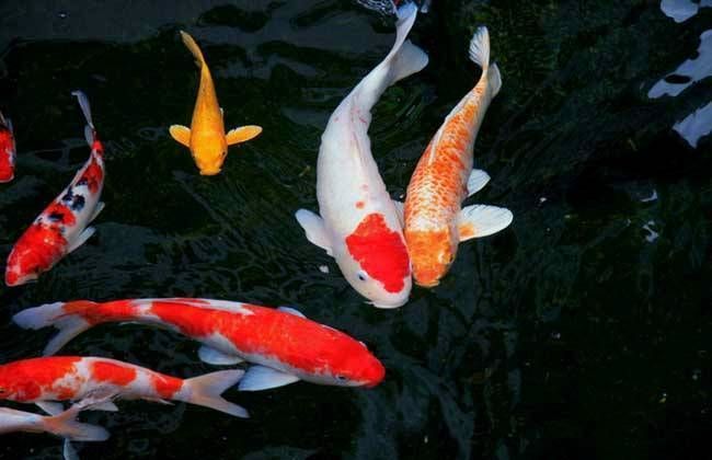 錦鯉黃龍魚：錦鯉黃龍魚怎么養？ 錦鯉黃龍魚：錦鯉黃龍魚怎么養？ 龍魚百科 第1張