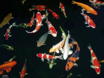 錦鯉黃龍魚：錦鯉黃龍魚怎么養？ 錦鯉黃龍魚：錦鯉黃龍魚怎么養？ 龍魚百科 第2張