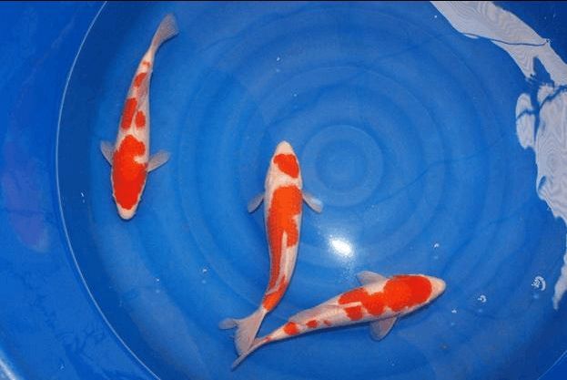 錦鯉黃龍魚：錦鯉黃龍魚怎么養？ 錦鯉黃龍魚：錦鯉黃龍魚怎么養？ 龍魚百科 第3張