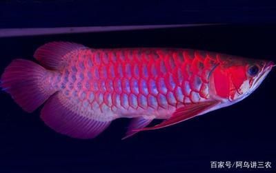 小龍魚怎么養水位高低：關于小龍魚水位管理的建議，小龍魚水位管理的建議