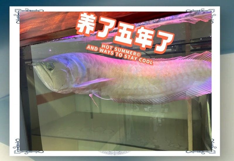 銀龍魚的飼料其它魚可以吃嗎 銀龍魚的飼料其它魚可以吃嗎 龍魚百科 第4張
