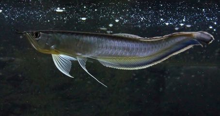 黑龍魚可以和什么魚混養一起養：黑龍魚可以和什么魚混養