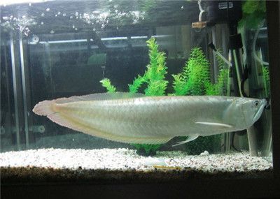 銀龍魚缸內布置建議：銀龍魚缸內布置建議包括選擇合適的水草、合理布局空間、照明和裝飾