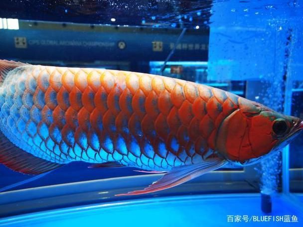 賽級龍魚長什么樣圖片