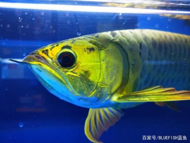 賽級龍魚長什么樣圖片