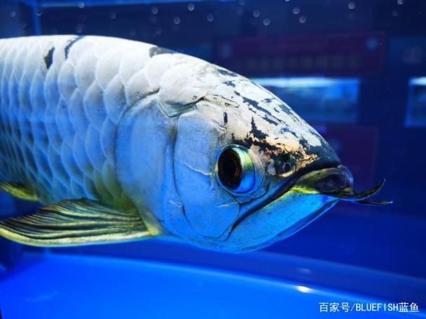賽級龍魚長什么樣圖片