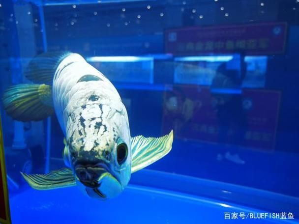 賽級龍魚長什么樣圖片
