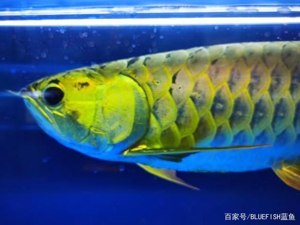 賽級龍魚長什么樣圖片
