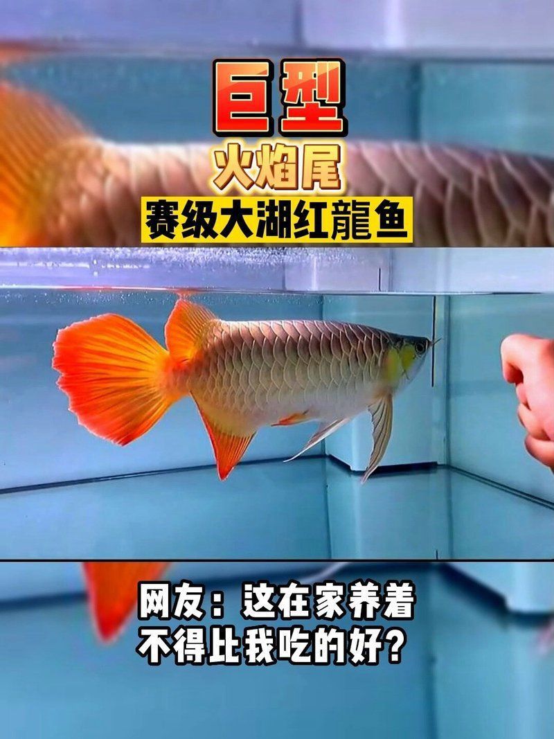 賽級龍魚長什么樣圖片