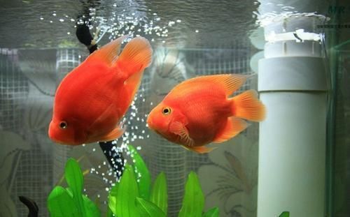 屬龍的人適合養什么種類的魚？