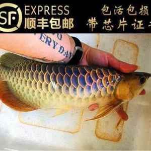 金龍魚怎么區分過背和高背的：過背金龍魚和高背金龍魚的區分，過背金龍魚和高背金龍魚的區別