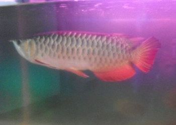 紅龍魚喂什么上色快些好（紅龍魚喂什么上色快些好養）