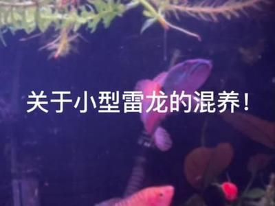 花鼠魚能和曼龍魚一起養嗎【花鼠魚和曼龍魚混養的成功與曼龍魚混養的成功案例分析】